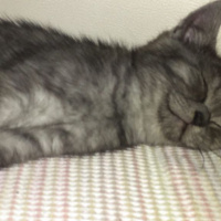 British Shorthair, Kedi  POYRAZ fotoğrafı