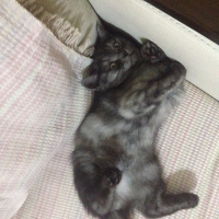 British Shorthair, Kedi  POYRAZ fotoğrafı
