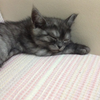 British Shorthair, Kedi  POYRAZ fotoğrafı