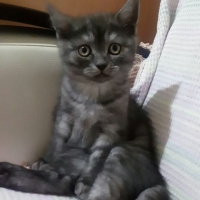 British Shorthair, Kedi  POYRAZ fotoğrafı