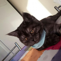 British Shorthair, Kedi  POYRAZ fotoğrafı