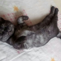 British Shorthair, Kedi  POYRAZ fotoğrafı