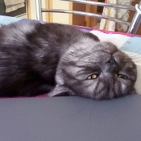 British Shorthair, Kedi  POYRAZ fotoğrafı