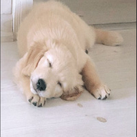 Golden Retriever, Köpek  HERA fotoğrafı