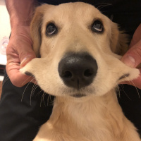 Golden Retriever, Köpek  HERA fotoğrafı