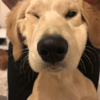 Golden Retriever, Köpek  HERA fotoğrafı