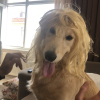 Golden Retriever, Köpek  HERA fotoğrafı