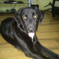 Labrador Retriever, Köpek  Aşil fotoğrafı