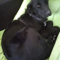 Labrador Retriever, Köpek  Aşil fotoğrafı