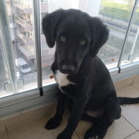 Labrador Retriever, Köpek  Aşil fotoğrafı