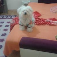 Maltese, Köpek  Lucky fotoğrafı