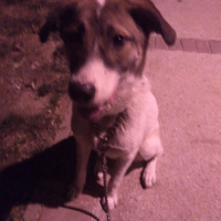 Dogo Arjantin, Köpek  Sinova fotoğrafı