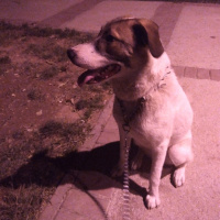Dogo Arjantin, Köpek  Sinova fotoğrafı