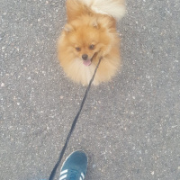 Pomeranyalı, Köpek  Vakkas fotoğrafı