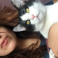 Tuxedo (Smokin) Kedi, Kedi  batman fotoğrafı