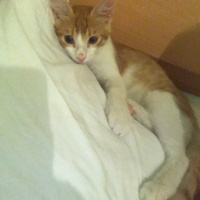 Somali, Kedi  Pamuk fotoğrafı