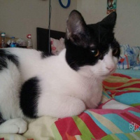 British Shorthair, Kedi  MİEL fotoğrafı