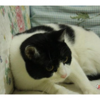 British Shorthair, Kedi  MİEL fotoğrafı