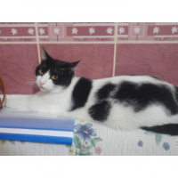 British Shorthair, Kedi  MİEL fotoğrafı