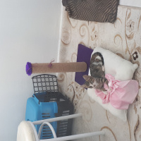 Tekir Kedi, Kedi  Pati fotoğrafı