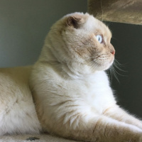 Scottish Fold, Kedi  Badem fotoğrafı