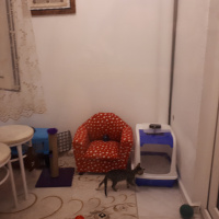 Tekir Kedi, Kedi  Pati fotoğrafı