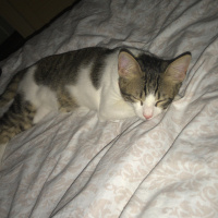 Soke, Kedi  Minnoş fotoğrafı