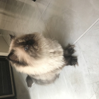 Himalayan, Kedi  İncir fotoğrafı