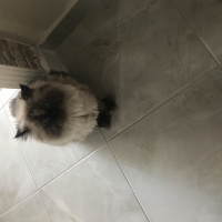 Himalayan, Kedi  İncir fotoğrafı