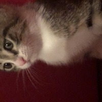 Tekir Kedi, Kedi  baxi fotoğrafı