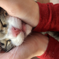 Tekir Kedi, Kedi  baxi fotoğrafı