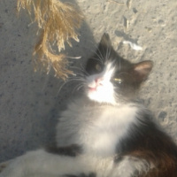 Tekir Kedi, Kedi  tom fotoğrafı