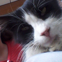 Tekir Kedi, Kedi  tom fotoğrafı