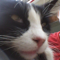 Tekir Kedi, Kedi  tom fotoğrafı