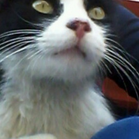 Tekir Kedi, Kedi  tom fotoğrafı