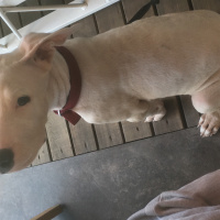 Dogo Arjantin, Köpek  Cia fotoğrafı
