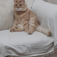 Sarman, Kedi  Melis fotoğrafı