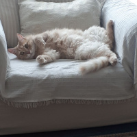 Sarman, Kedi  Melis fotoğrafı