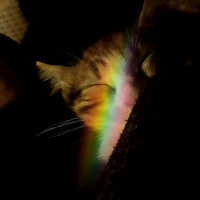 Tekir Kedi, Kedi  Lina fotoğrafı