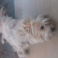 Yorkshire Terrier, Köpek  Boncuk fotoğrafı