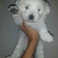 Maltese, Köpek  - fotoğrafı