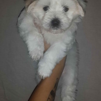 Maltese, Köpek  - fotoğrafı
