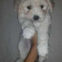 Maltese, Köpek  - fotoğrafı