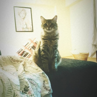 Tekir Kedi, Kedi  Duman fotoğrafı