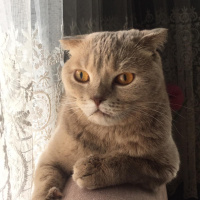 British Shorthair, Kedi  Piksy fotoğrafı