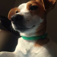 Jack Russell Terrier, Köpek  Pekmez fotoğrafı