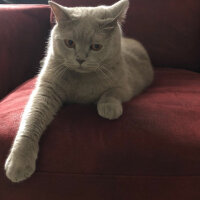 British Shorthair, Kedi  Maykıl fotoğrafı