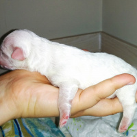 Maltese, Köpek  Shera fotoğrafı