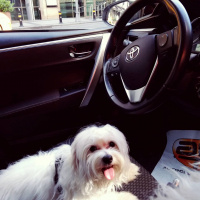 Maltese, Köpek  Shera fotoğrafı