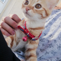 Sarman, Kedi  Venüs fotoğrafı